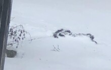 Fenku uvázali na řetěz, ta bez vody a jídla uhynula. Manželům hrozí vězení