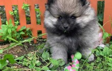 Německý špic zemřel na následky zranění po útoku volně pobíhajícího dobrmana v Hlubočkách. Na majitele je podáno trestní oznámení