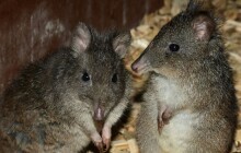 Zoo začala s chovem klokánka krysího