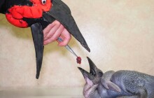 Samička zoborožce odjela k moři