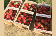 Jahodová sezóna je tady! Samosběry otevírají příští týden