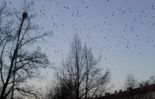 Veterina varuje před ptačí chřipkou. Výstraha platí pro Přerovsko