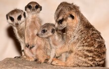 VIDEO: Olomoucké ZOO pomohly v těžkých chvílích dary od Olomoučanů