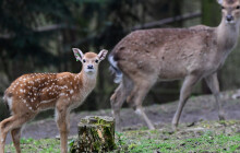 V přírodě už nejsou, v zoo se jim daří. Jeleni sika mají 6 mláďat