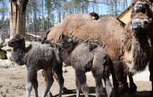 Přírůstky u velbloudů. Zoo vítá hned dvě mláďata