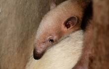 První fotografie malého mravenečníka ze Zoo Olomouc