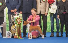 Psí šampioni se představí v Olomouci. Flora hostí výstavu psů