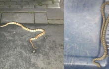 Plazili se městem. Strážníci odchytávali hady