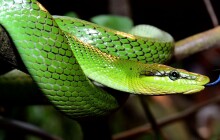 VIDEO: V zoo je devět nových terárií s obojživelníky a plazy. Podívejte, jak vypadají