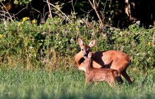 Zachraňte srnky. Jeseník bojuje proti sečení mláďat