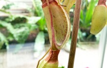 Světový unikát v Olomouci. Masožravá rostlina objevená našimi vědci je poprvé k vidění