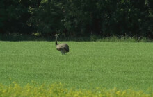 VIDEO: Po polích na Olomoucku běhá nandu. Policie hledá majitele