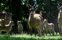 Kozorožcům se v zoo daří. Hlásí dalších pět mláďat