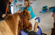 Poník Kulička i kočka Jonáš. Zvířata dělají radost pacientům už pět let