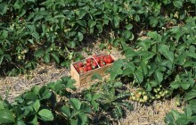 Jahodárna ve Slavoníně zahájila samosběr. Otevírací dobu ovlivní počasí