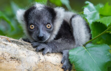 Nový přírůstek v olomoucké zoo. Mláděti vari černobílých se daří dobře