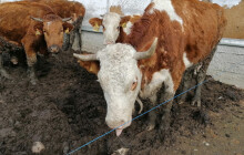 Nevhodné podmínky a zanedbaná péče. Inspektoři odhalili nedostatky u čtvrtiny chovatelů