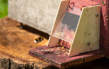 Fakultka láká opylovače. Nachystala jim dva čmelíny