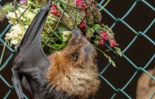 Jak chutná léto? Kaloni v Zoo Olomouc to vědí