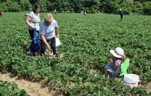 FOTO: Jahodárna Slavonín dnes otevřela své brány a zahájila samosběr