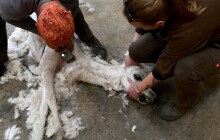 Lamy v Zoo Olomouc mají letní sestřih. Podívejte se na fotky ze stříhání