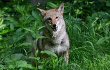 Kojoti se vrací do Olomouce. Zoo je chová jako jediná v republice