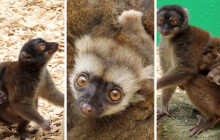 Jsou to dvojčata! V olomoucké zoo přivítali nová mláďata