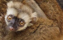 Další mláďata v Zoo Olomouc, tentokrát u lemurů