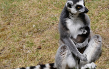 Mládě u krále Jelimána. Olomoucká zoo vítá malého lemura