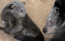 Kde se skrývá malý binturong? Zoo přivítala malou medvědokočku