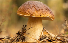 Kam na houby? ČHMÚ aktualizuje mapu pro houbaře denně