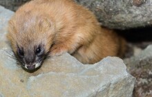 Olomoucká zoo se vrací k chovu kolonoků. Pár pomohla vytvořit samice z Německa
