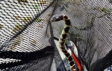 Máme hada v obýváku, ozvalo se hasičům v telefonu. Had se usídlil za dětskou postýlkou