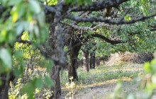 Dobrovolníci zachraňují třešňový sad, který ležel 20 let ladem. Chtějí ho zpřístupnit veřejnosti