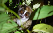 Kukang tour v Zoo Olomouc. Poutavá akce je připravená na celý víkend