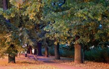 Olomoucký kraj přispěje na výsadbu stromů podél cest i péči o staré aleje