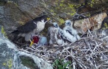 Highlighty týdne: Noční požár u Olomouce a sokoli v Jeseníkách