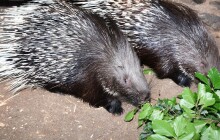 Radost v Zoo Olomouc. Dikobrazům se narodila dvě mláďata