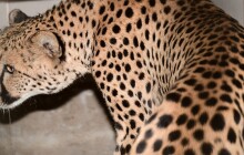 Do Zoo Olomouc se vrátili gepardi. Návštevníci je mohou vidět už dnes