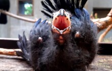 Zoo se podařilo odchovat banánovce obecného. Podívejte se, jak rostl během 40 dní