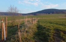 Vysadil 65 stromů, ty pomohou u Zlatého Potoka. Teď soutěží o Cenu kraje