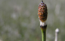 Zaměřuje se na ohrožené druhy i osvětu. Organizace Arion je nominovaná v Cenách kraje