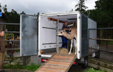 Rozšíří chov velbloudů. Do Olomouce přicestovala samice z Holandska