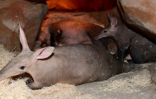 Hrabáčům se v zoo daří. Oproti jiným zahradám v Česku