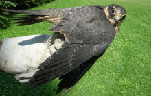 Kraj pomůže zvířatům. Na záchranné stanice dá 300 tisíc korun