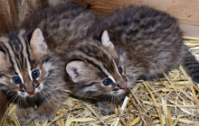 Za koťaty do zoo. Mladé vyvedla kočka krátkouchá