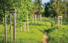 Obec osadila prostor okolo hřiště. Teď soutěží v Cenách kraje