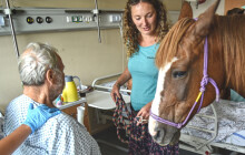 Poníci na návštěvě ve fakultce. Zafira s Kuličkou rozdávali radost na Oddělení rehabilitace