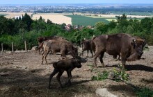 Do zoo zadními vrátky. Seznamte se blíže se ZOO Olomouc!