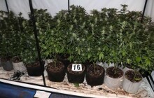 Policisté díky náhodě objevili rozsáhlou pěstírnu konopí v rodinném domě